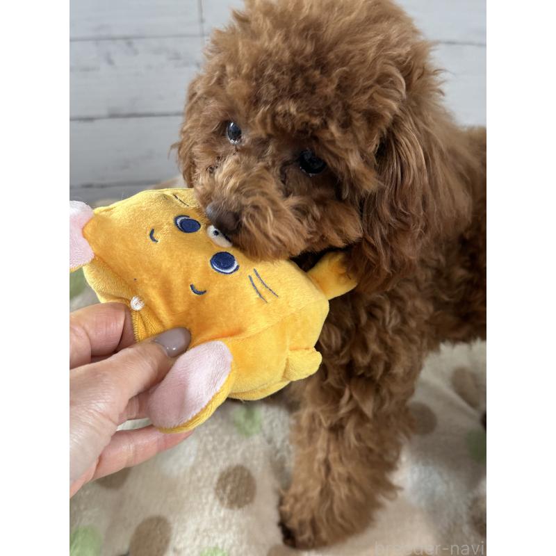 販売中の愛知県のタイニープードル-409880の2枚目