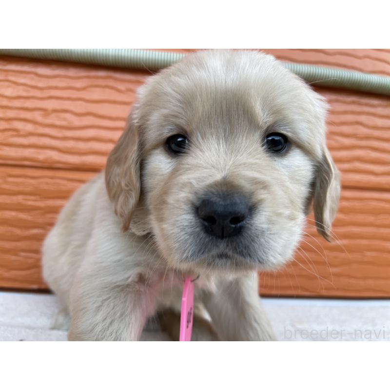 販売中の茨城県のゴールデンレトリーバー-435598の16枚目