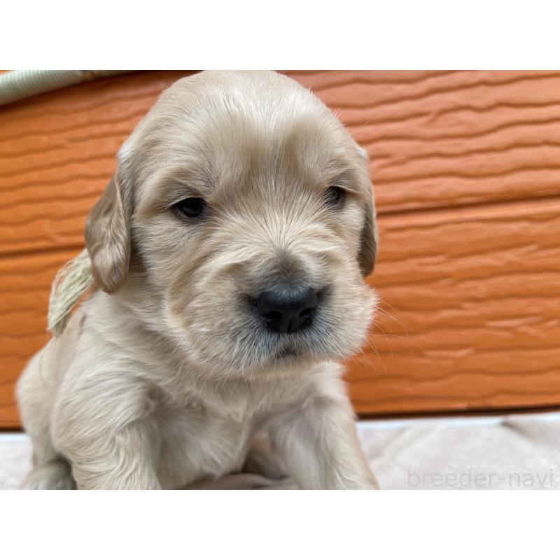 販売中の茨城県のゴールデンレトリーバー-435598の15枚目