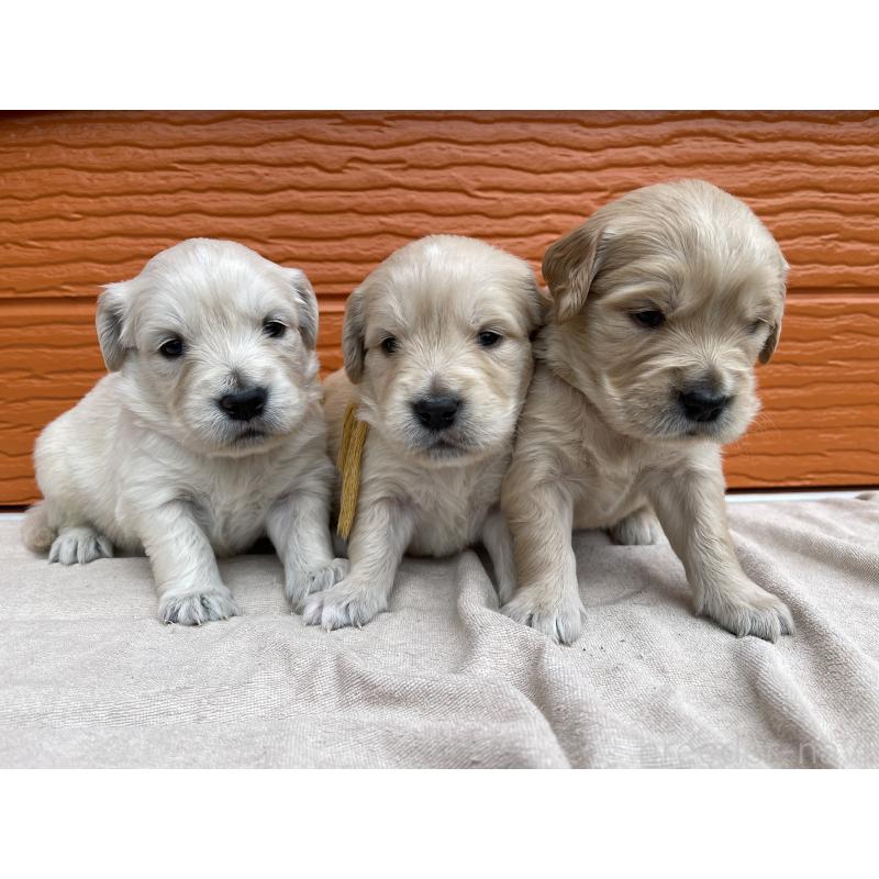 販売中の茨城県のゴールデンレトリーバー-435598の14枚目