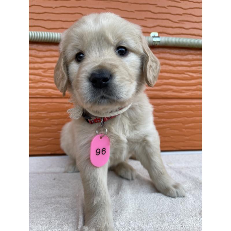 販売中の茨城県のゴールデンレトリーバー-435598の13枚目