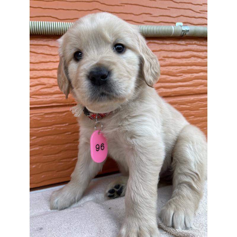 販売中の茨城県のゴールデンレトリーバー-435598の12枚目