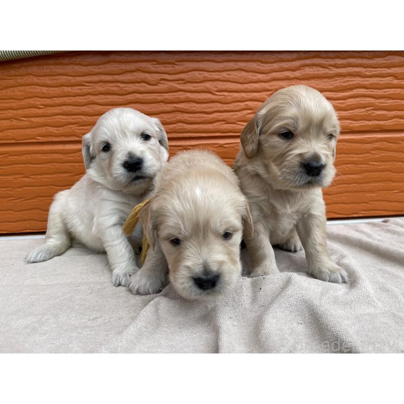 販売中の茨城県のゴールデンレトリーバー-435598の11枚目