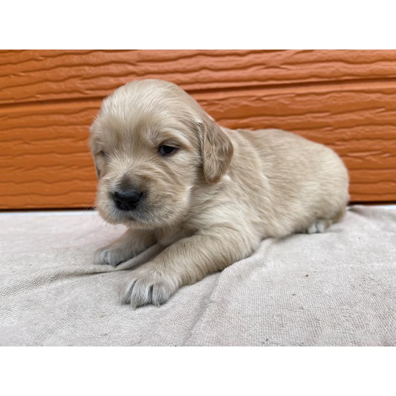 販売中の茨城県のゴールデンレトリーバー-435598の10枚目