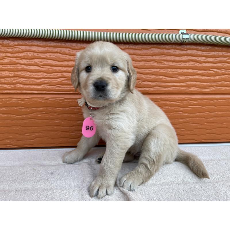 販売中の茨城県のゴールデンレトリーバー-435598の8枚目