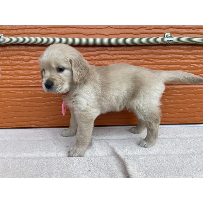 販売中の茨城県のゴールデンレトリーバー-435598の9枚目