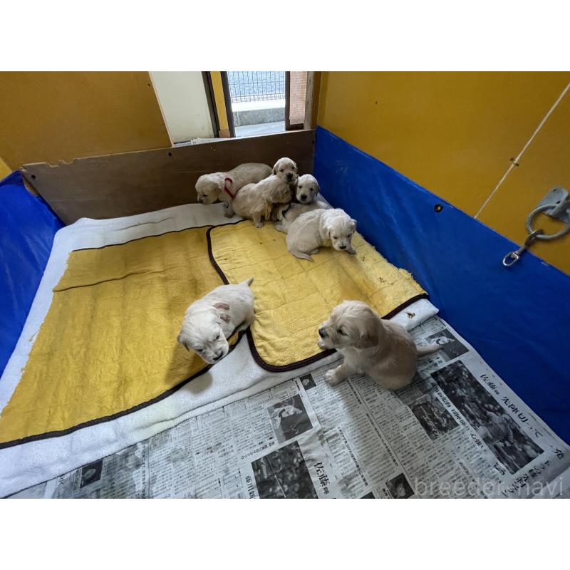 販売中の茨城県のゴールデンレトリーバー-435598の6枚目