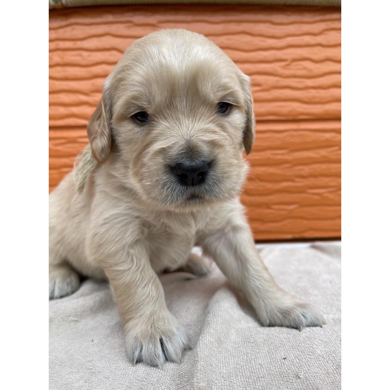 販売中の茨城県のゴールデンレトリーバー-435598の5枚目