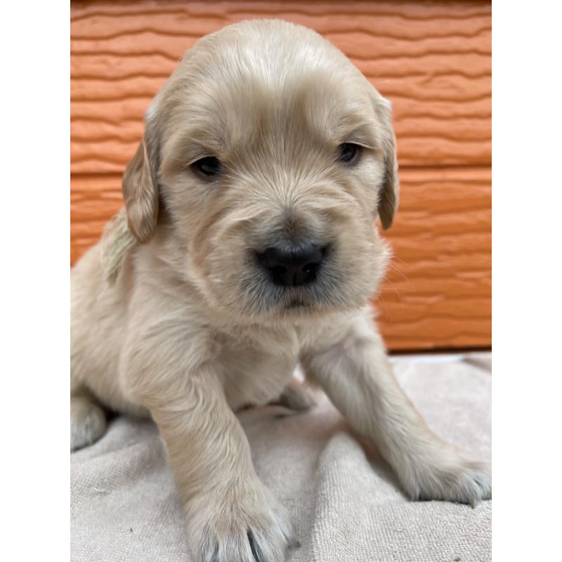 販売中の茨城県のゴールデンレトリーバー-435598の3枚目