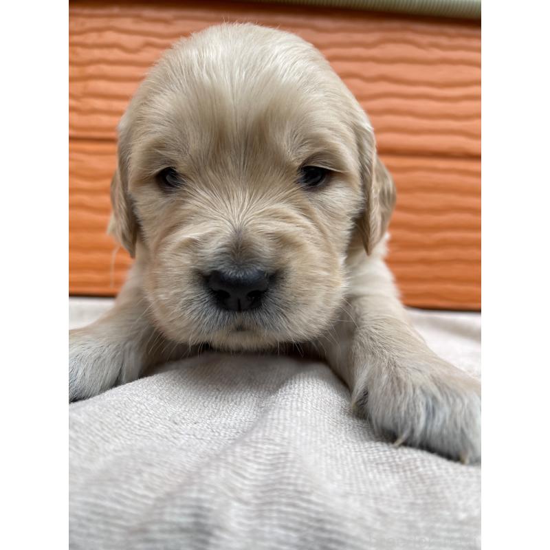 販売中の茨城県のゴールデンレトリーバー-435598の2枚目