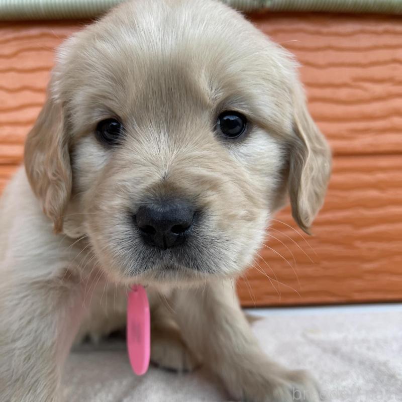 販売中の茨城県のゴールデンレトリーバー-435598の1枚目