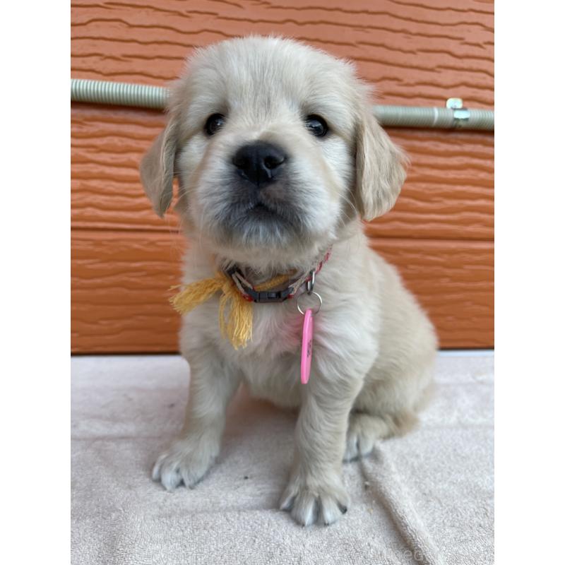 販売中の茨城県のゴールデンレトリーバー-435599の18枚目