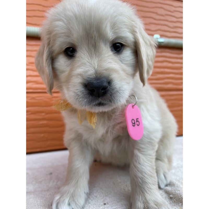 販売中の茨城県のゴールデンレトリーバー-435599の17枚目