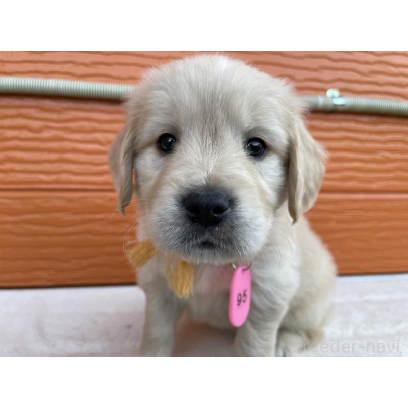 販売中の茨城県のゴールデンレトリーバー-435599の13枚目