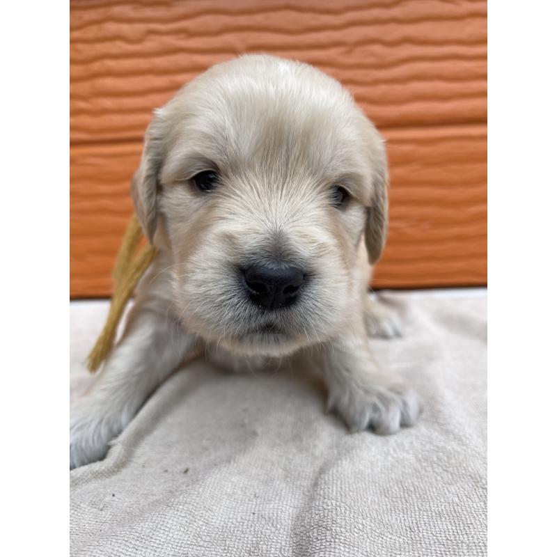 販売中の茨城県のゴールデンレトリーバー-435599の12枚目