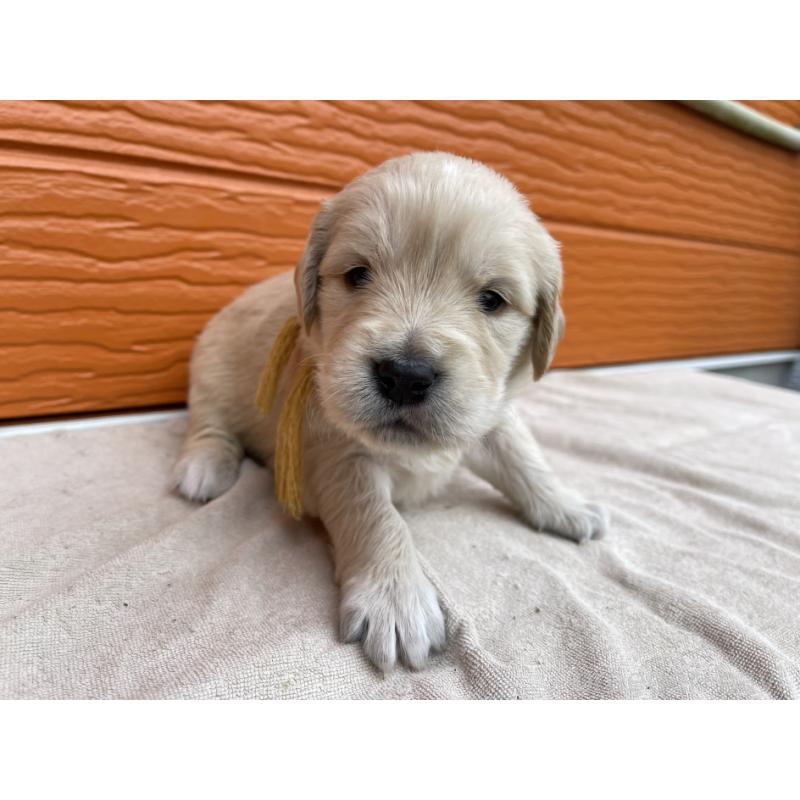 販売中の茨城県のゴールデンレトリーバー-435599の10枚目