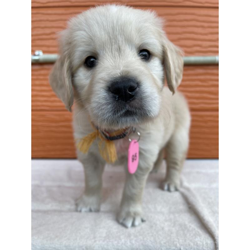 販売中の茨城県のゴールデンレトリーバー-435599の8枚目