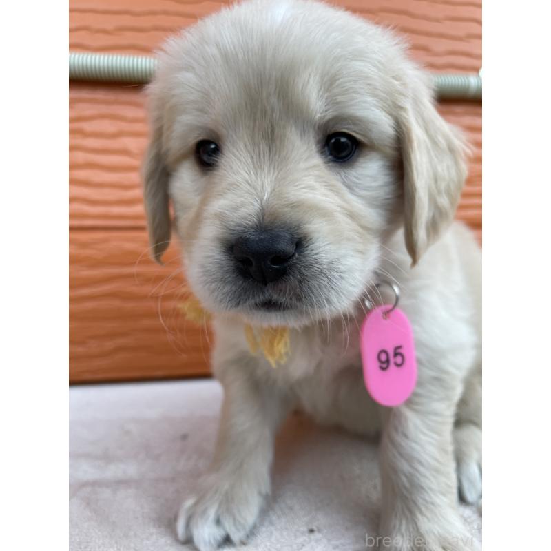 販売中の茨城県のゴールデンレトリーバー-435599の4枚目