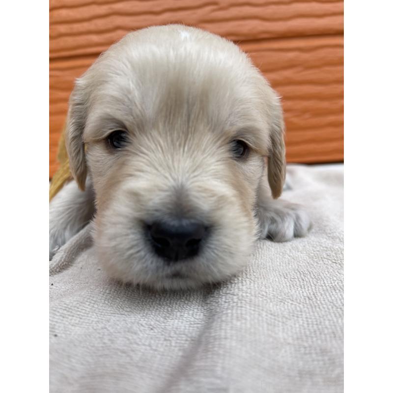 販売中の茨城県のゴールデンレトリーバー-435599の2枚目