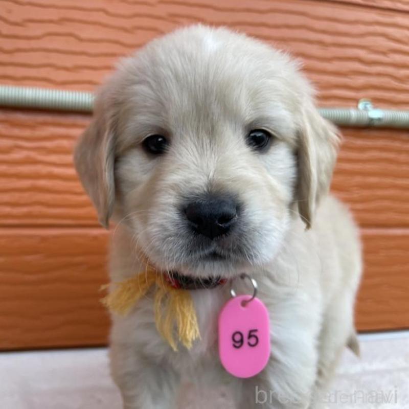 販売中の茨城県のゴールデンレトリーバー-435599の1枚目