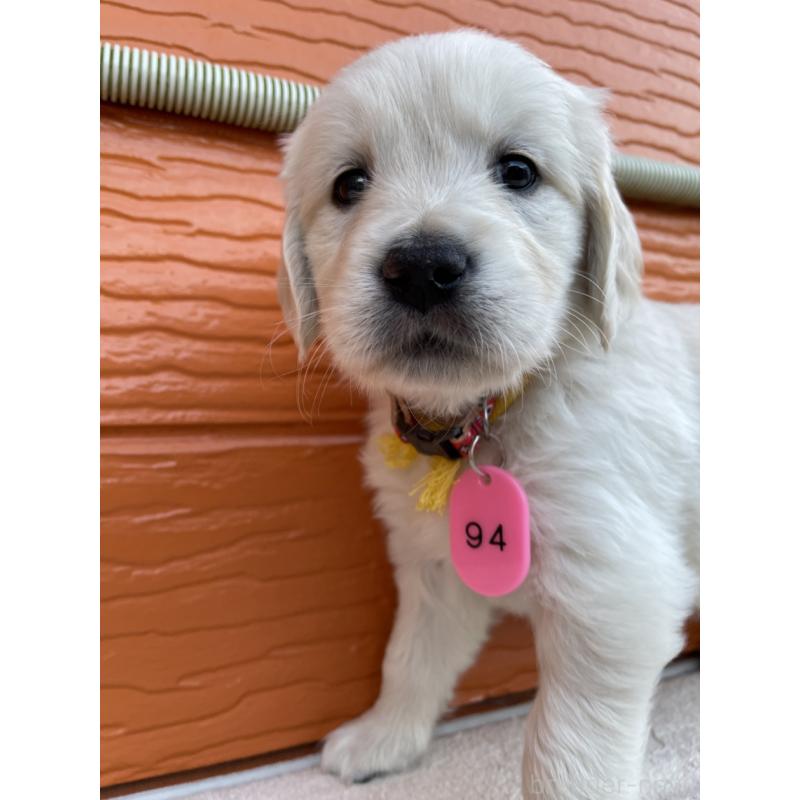 販売中の茨城県のゴールデンレトリーバー-435600の17枚目