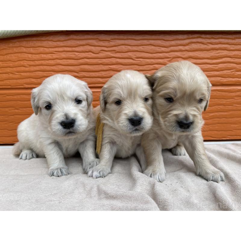 販売中の茨城県のゴールデンレトリーバー-435600の18枚目