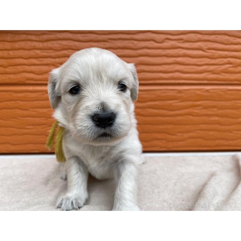 販売中の茨城県のゴールデンレトリーバー-435600の15枚目