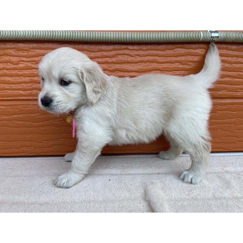 販売中の茨城県のゴールデンレトリーバー-435600の14枚目