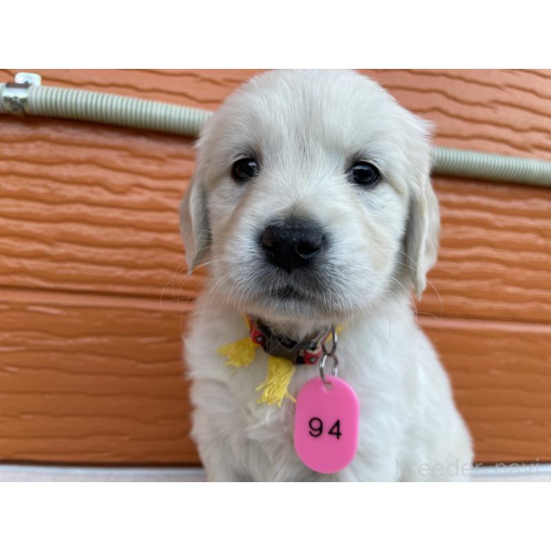 販売中の茨城県のゴールデンレトリーバー-435600の13枚目