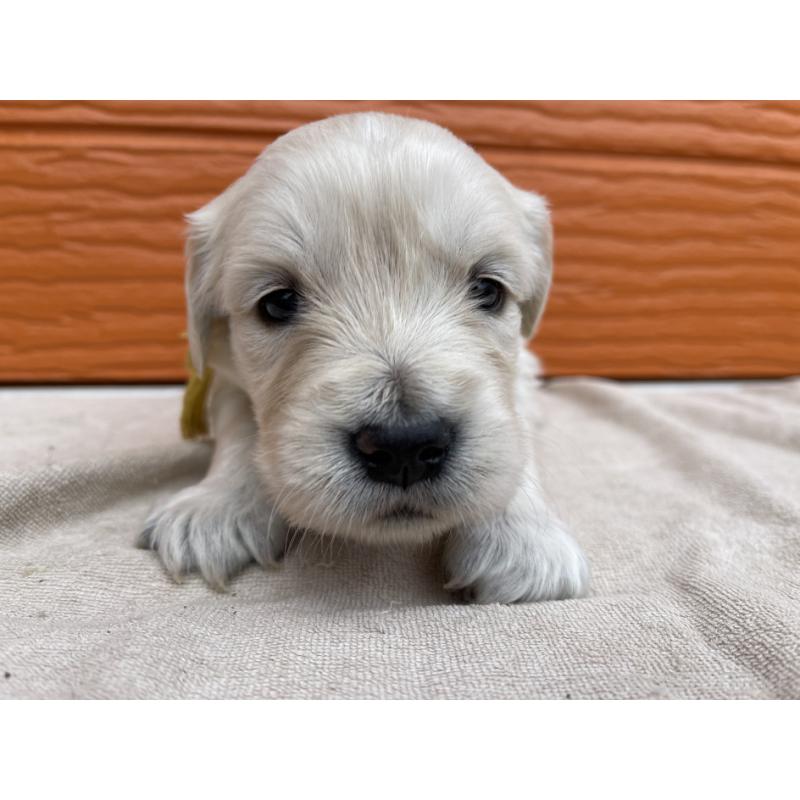 販売中の茨城県のゴールデンレトリーバー-435600の10枚目