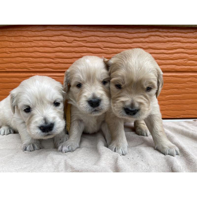 販売中の茨城県のゴールデンレトリーバー-435600の9枚目