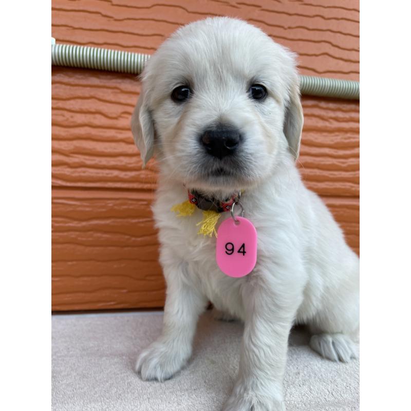 販売中の茨城県のゴールデンレトリーバー-435600の8枚目