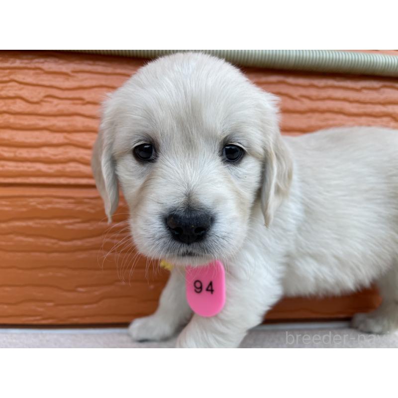 販売中の茨城県のゴールデンレトリーバー-435600の7枚目