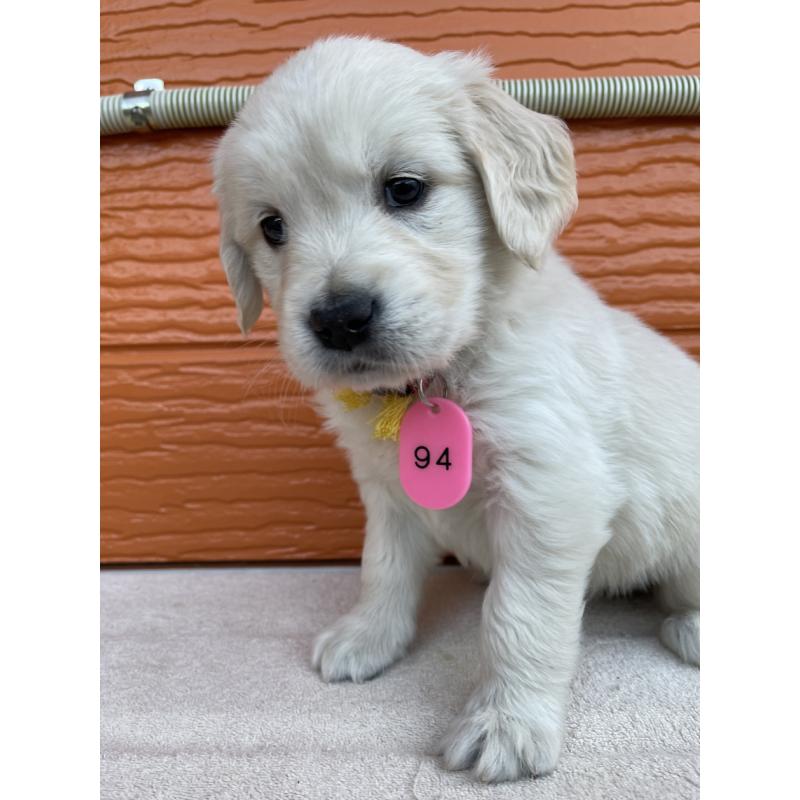 販売中の茨城県のゴールデンレトリーバー-435600の6枚目