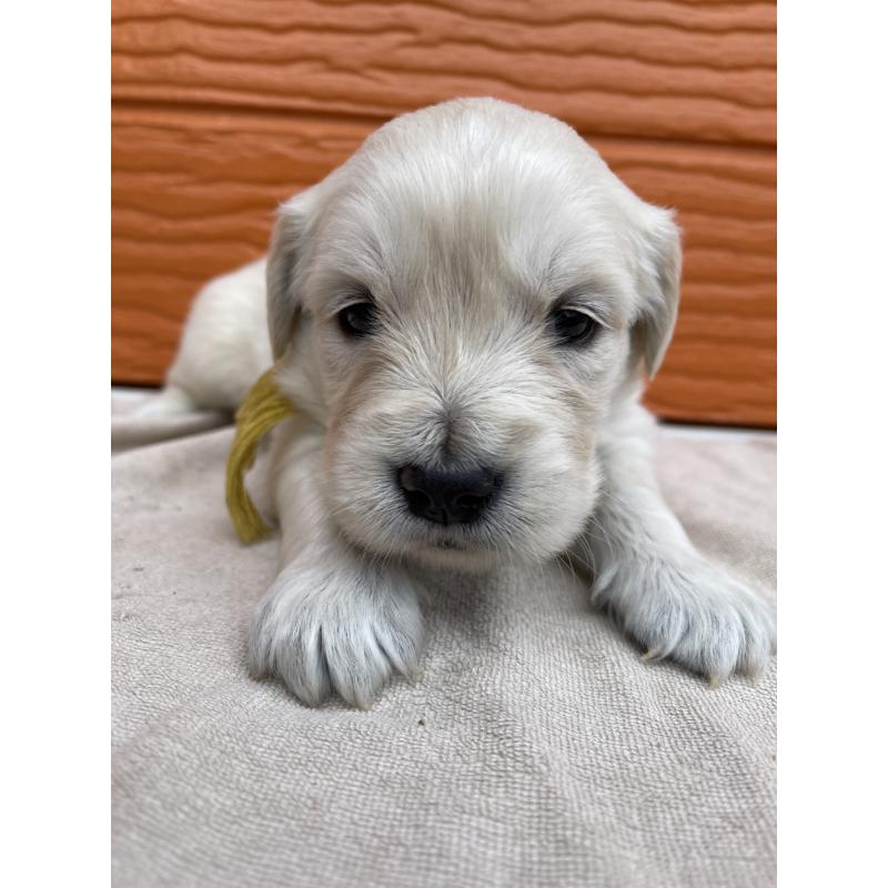 販売中の茨城県のゴールデンレトリーバー-435600の5枚目