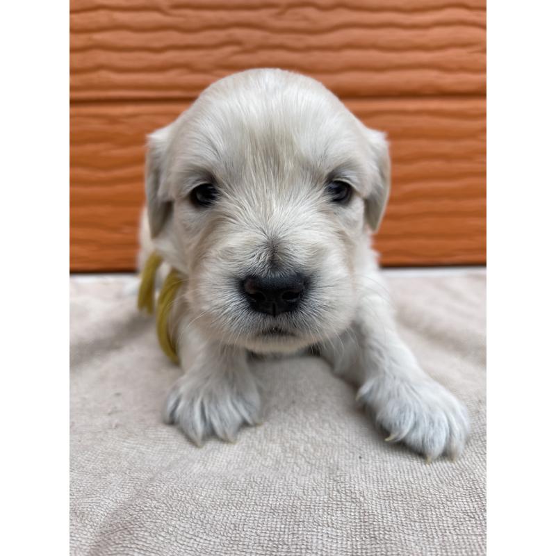 販売中の茨城県のゴールデンレトリーバー-435600の3枚目