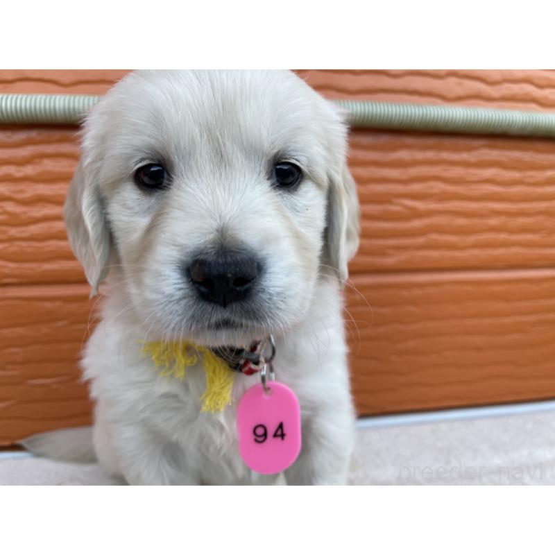 販売中の茨城県のゴールデンレトリーバー-435600の2枚目