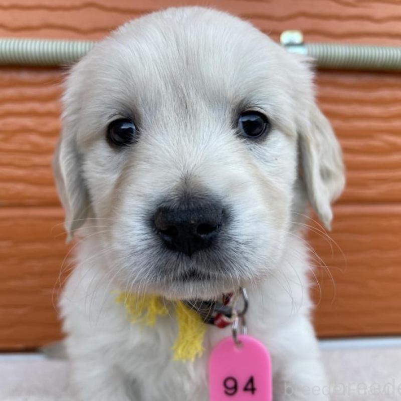 販売中の茨城県のゴールデンレトリーバー-435600の1枚目