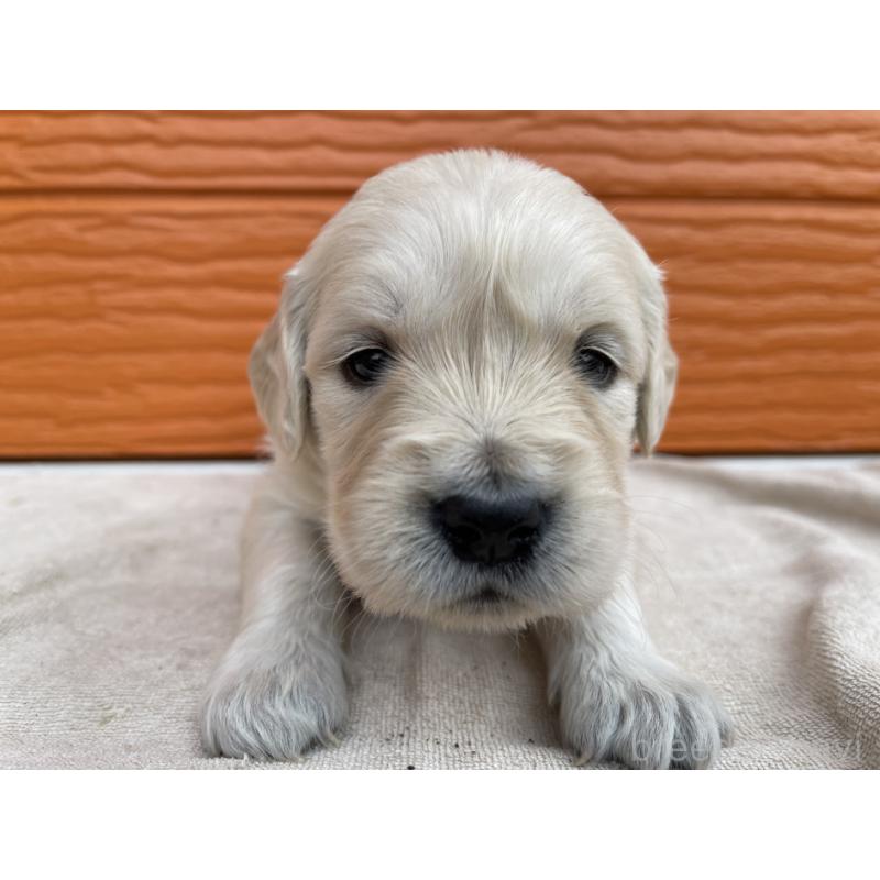 販売中の茨城県のゴールデンレトリーバー-435601の15枚目