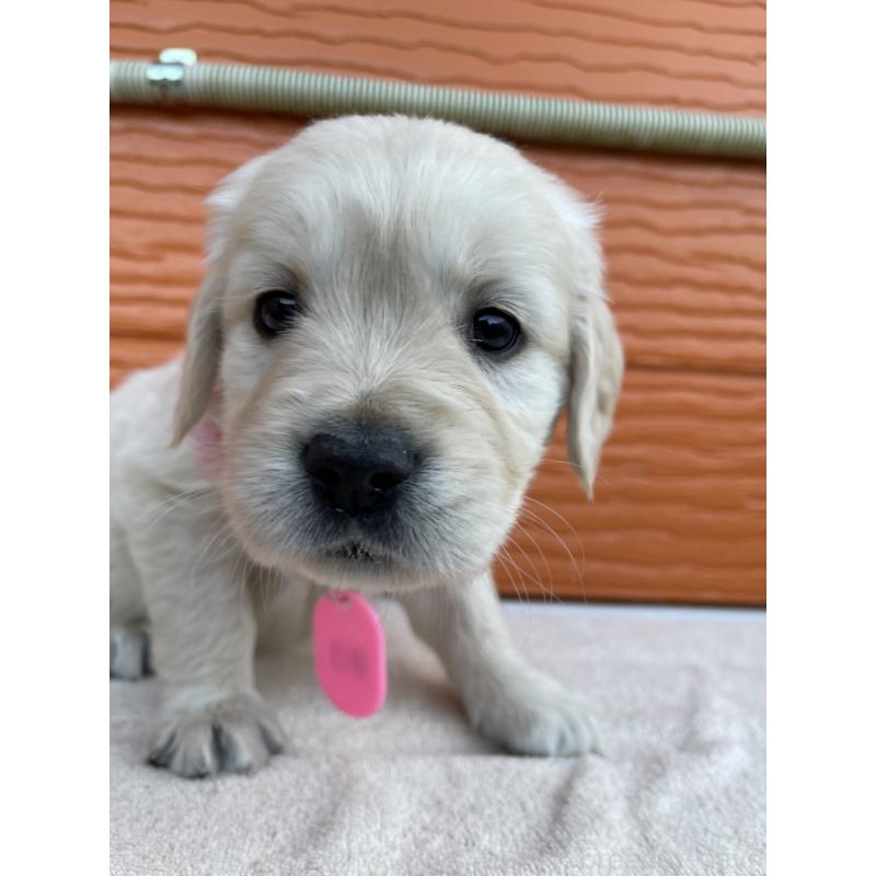 販売中の茨城県のゴールデンレトリーバー-435601の14枚目