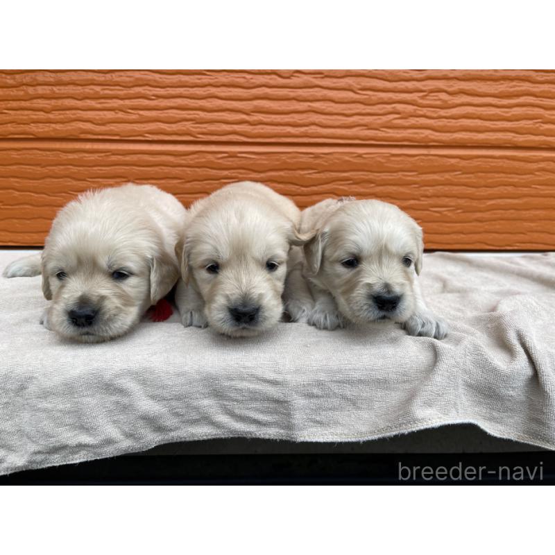 販売中の茨城県のゴールデンレトリーバー-435601の13枚目