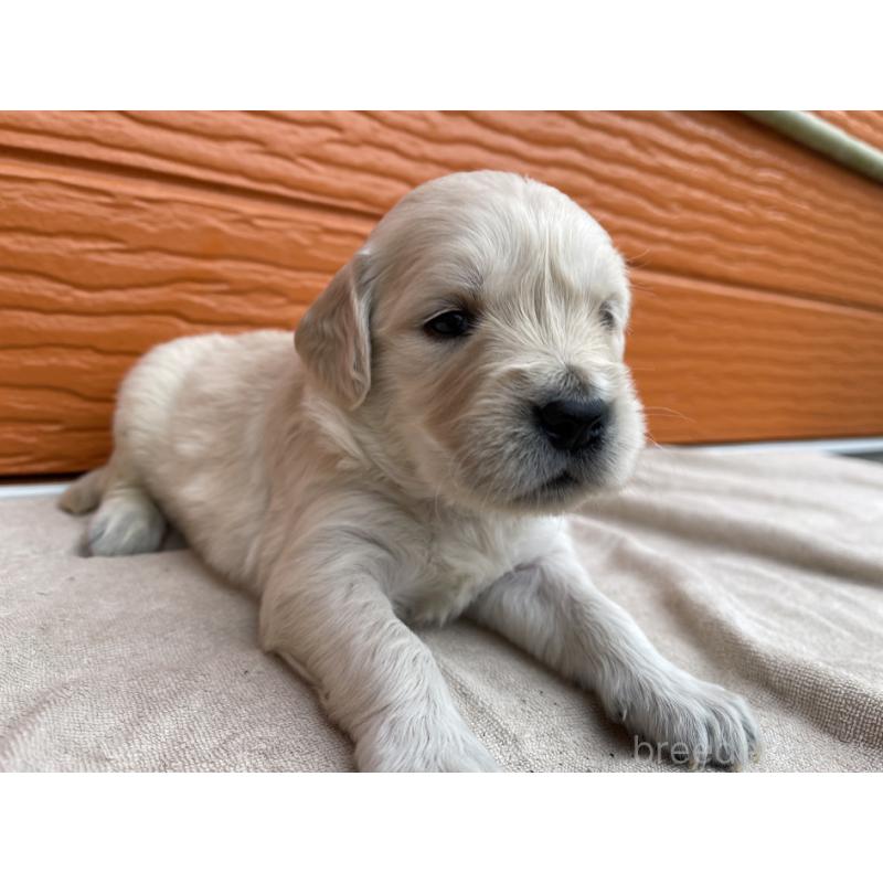 販売中の茨城県のゴールデンレトリーバー-435601の12枚目