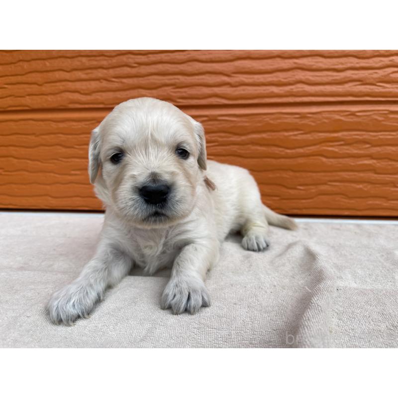 販売中の茨城県のゴールデンレトリーバー-435601の11枚目