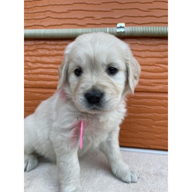 販売中の茨城県のゴールデンレトリーバー-435601の10枚目