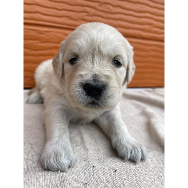 販売中の茨城県のゴールデンレトリーバー-435601の9枚目