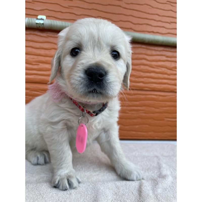 販売中の茨城県のゴールデンレトリーバー-435601の6枚目