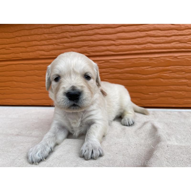 販売中の茨城県のゴールデンレトリーバー-435601の3枚目