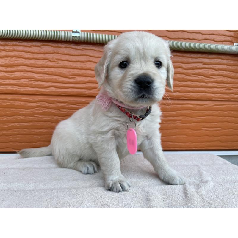 販売中の茨城県のゴールデンレトリーバー-435601の2枚目