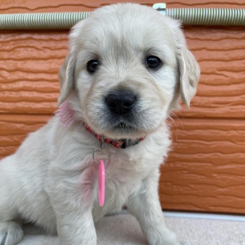 販売中の茨城県のゴールデンレトリーバー-435601の1枚目