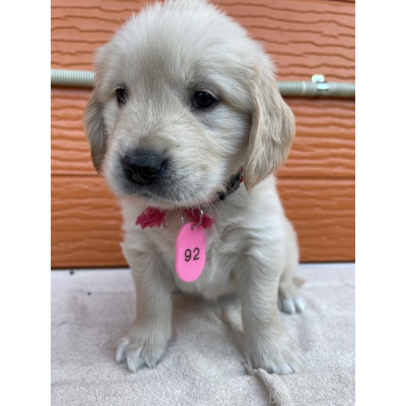 販売中の茨城県のゴールデンレトリーバー-435602の18枚目